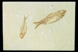 Pair of Fossil Fish (Knightia) - Green River Formation #159002-1